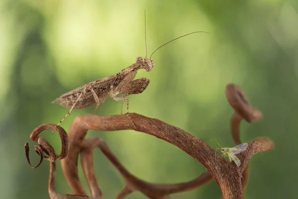 Very tiny mantis, called Armene pusilla, hunted for small green — Stockfoto